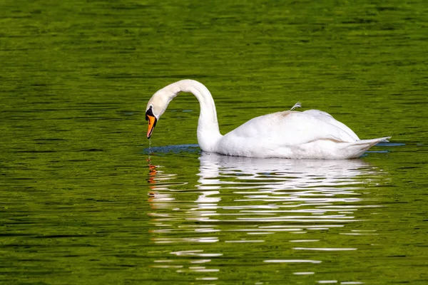 stock image beautiful white swan floating on calm water lake