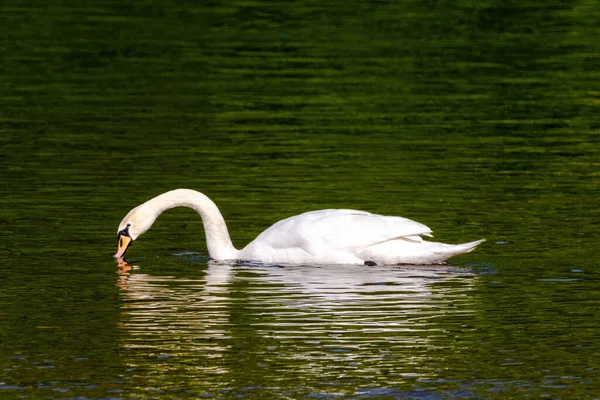 Красивый Белый Лебедь Плавающий Спокойном Озере — стоковое фото
