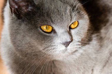 grey british short hair cat portrait in playful mood