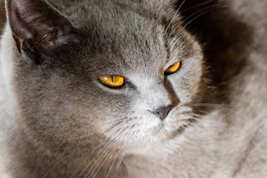 grey british short hair cat portrait in playful mood