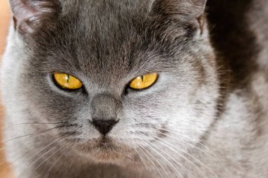 grey british short hair cat portrait in playful mood