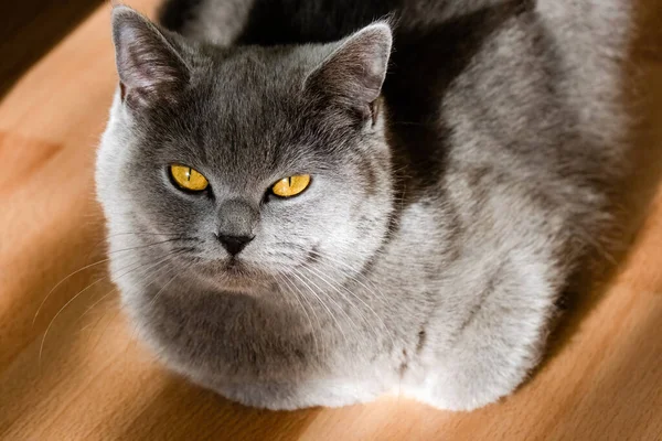 Grey British Short Hair Cat Portrait Playful Mood — Foto Stock