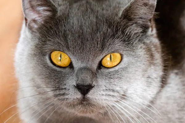 Grått Brittiskt Kort Hår Katt Porträtt Lekfullt Humör — Stockfoto