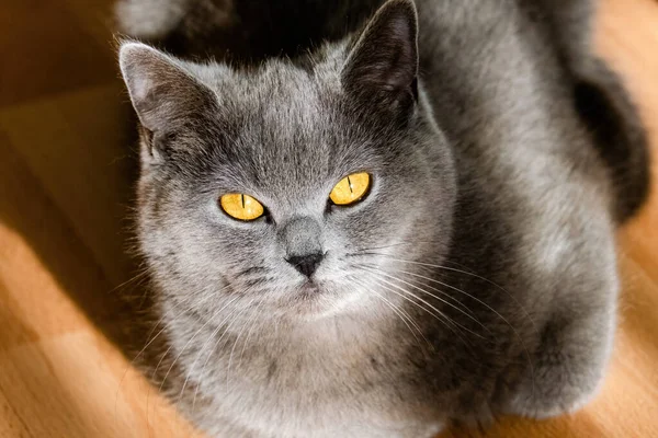 Grey British Short Hair Cat Portrait Playful Mood — Foto Stock