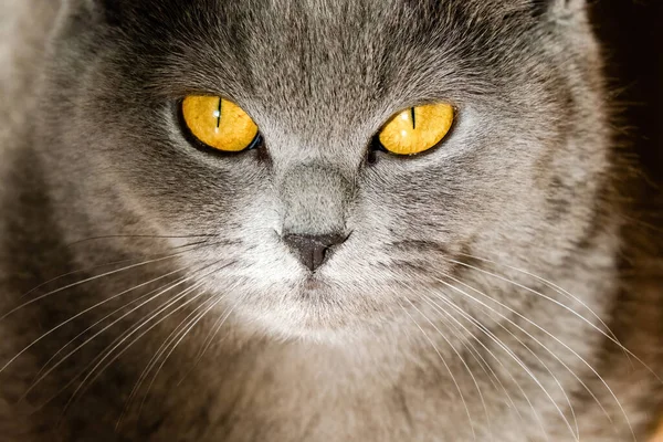 Grey British Short Hair Cat Portrait Playful Mood — 스톡 사진