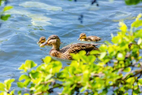 Pato Salvaje Nadando Lago Aves Acuáticas — Foto de Stock