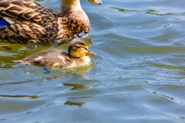 Vahşi ördek gölde yüzüyor. su kuşları
