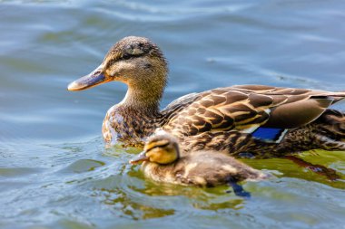 wild duck swimming in lake. water birds clipart
