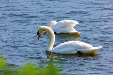 beautiful white swan floating on calm water lake