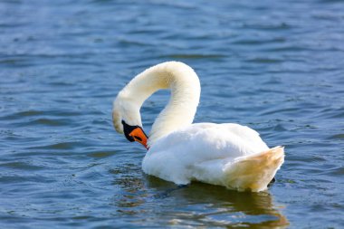 beautiful white swan floating on calm water lake