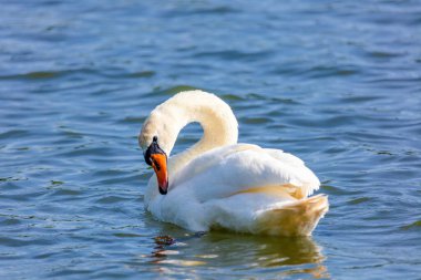 beautiful white swan floating on calm water lake