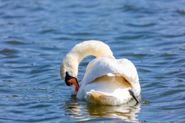 beautiful white swan floating on calm water lake