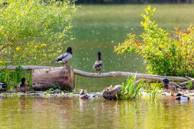 Vahşi ördek gölde yüzüyor. su kuşları