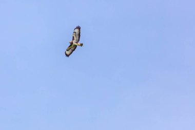 Yırtıcı kuşlar - sık sık uçan akbaba, şahin kuşu, yırtıcı kuş