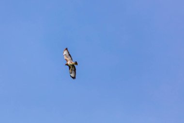 Yırtıcı kuşlar - sık sık uçan akbaba, şahin kuşu, yırtıcı kuş