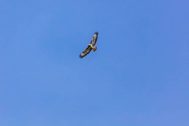 Yırtıcı kuşlar - sık sık uçan akbaba, şahin kuşu, yırtıcı kuş