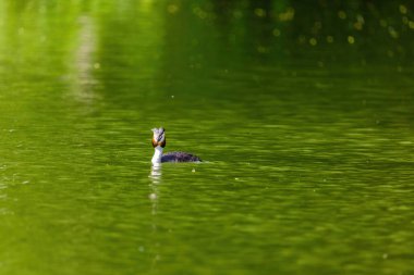 Great crested grebe in its natural habitat swimming in lake. water birds.