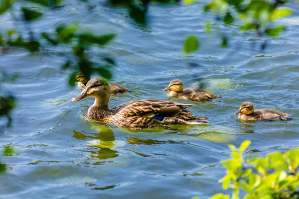Wildenten Schwimmen See Wasservögel — Stockfoto