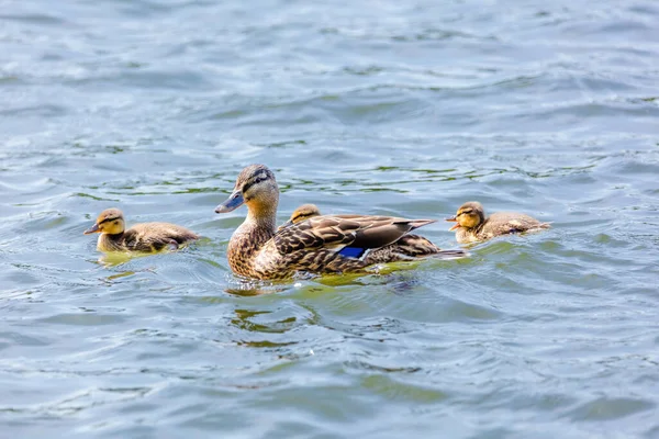 Дика Качка Плаває Озері Водяні Птахи — стокове фото