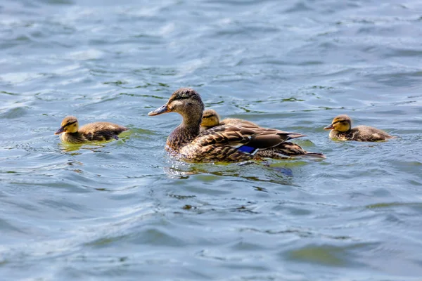 Дика Качка Плаває Озері Водяні Птахи — стокове фото