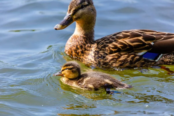 Wild Duck Swimming Lake Water Birds — Stock Photo, Image