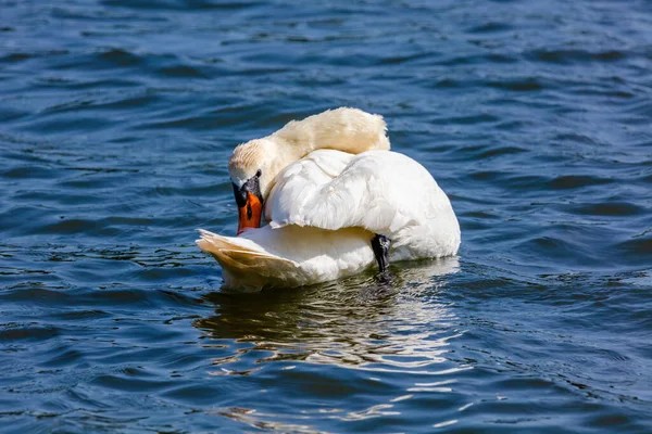 穏やかな水の湖に浮かぶ美しい白い白鳥 — ストック写真