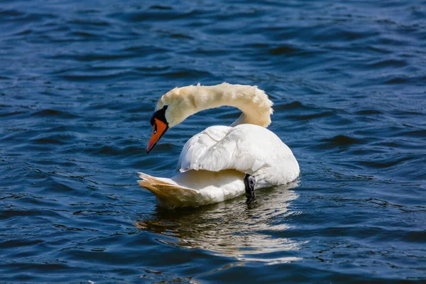 Hermoso Cisne Blanco Flotando Lago Aguas Tranquilas — Foto de Stock