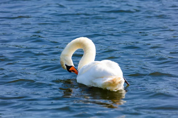 Beautiful White Swan Floating Calm Water Lake — Stock Photo, Image
