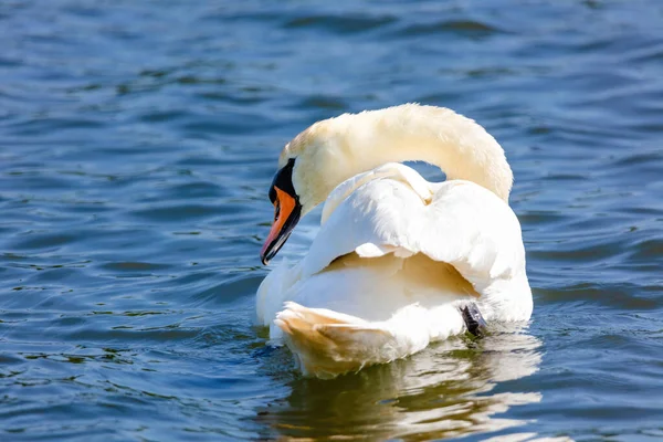 Hermoso Cisne Blanco Flotando Lago Aguas Tranquilas — Foto de Stock
