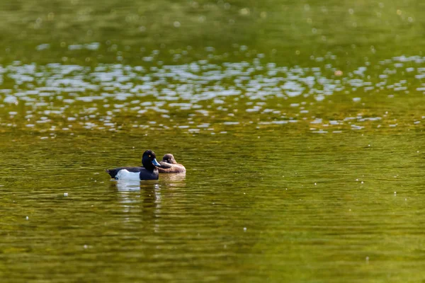 Pato Selvagem Nadando Lago Aves Aquáticas — Fotografia de Stock