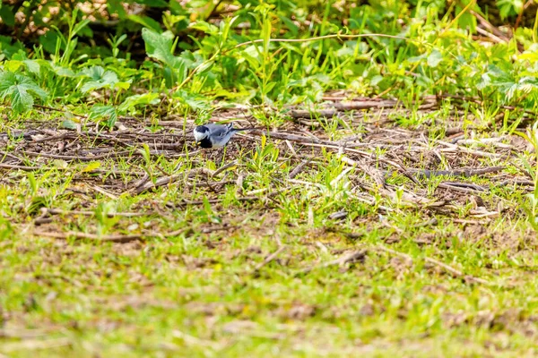 Branco Wagtail Motacilla Alba Poleiro Natureza Aves Vida Selvagem — Fotografia de Stock