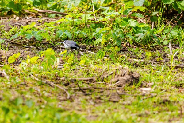 Bachstelze Motacilla Alba Hockt Der Natur Vögel Wildtiere — Stockfoto