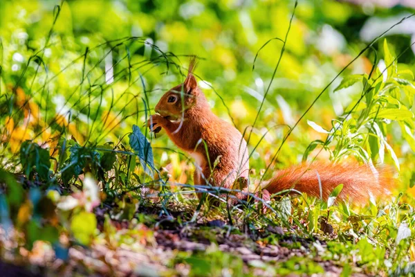 Bonito Jovem Esquilo Retrato Árvore Parque — Fotografia de Stock