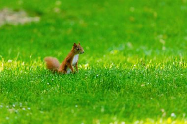 Parktaki ağaçtaki sevimli genç sincap portresi.
