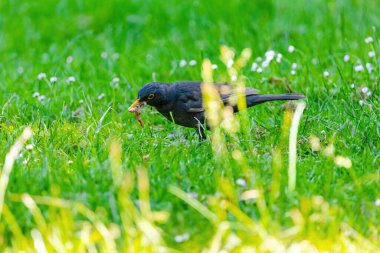 Doğaya tünemiş yaygın karatavuk (Turdus merula)