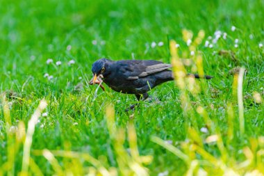 Doğaya tünemiş yaygın karatavuk (Turdus merula)