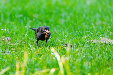 Doğaya tünemiş yaygın karatavuk (Turdus merula)