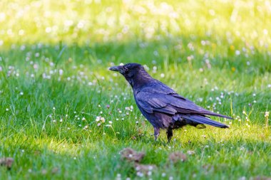 Karga leşi (Corvus corone) kara kuş yere tünedi
