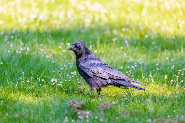 Karga leşi (Corvus corone) kara kuş yere tünedi