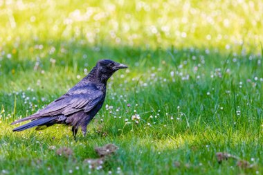 Karga leşi (Corvus corone) kara kuş yere tünedi