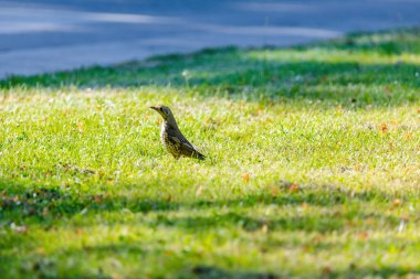 Mistle Thrush. Turdus viscivorus. Doğada yere tünemiş