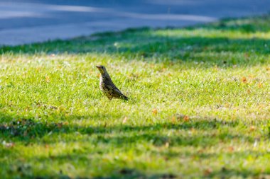 Mistle Thrush. Turdus viscivorus. Doğada yere tünemiş