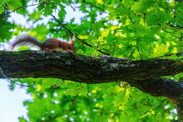 Söpö Nuori Orava Muotokuva Puussa Puistossa — kuvapankkivalokuva