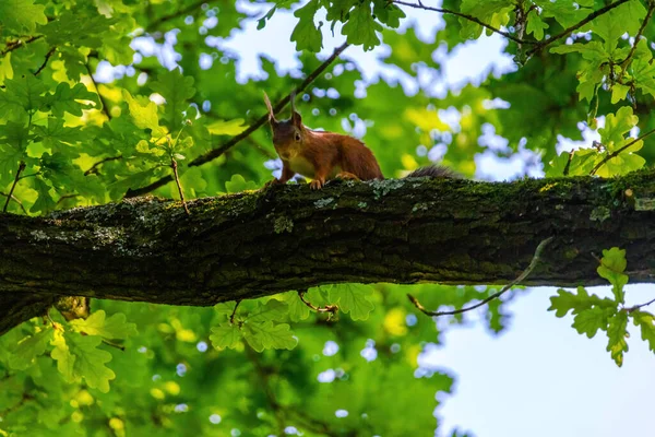 Niedliche Junge Eichhörnchen Porträt Auf Baum Park — Stockfoto