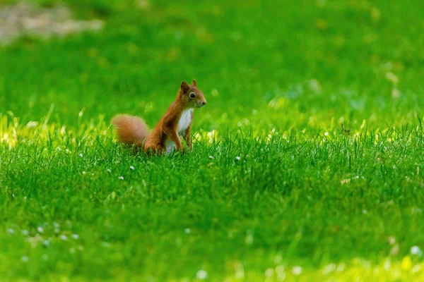 Niedliche Junge Eichhörnchen Porträt Auf Baum Park — Stockfoto