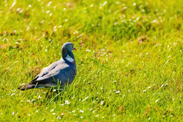 Голуб Медоу Парку Крупним Планом Портрет Дика Природа Птахів — стокове фото