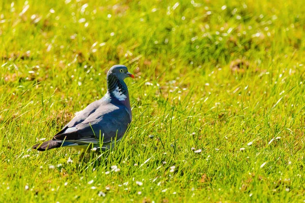 Pigeon Perché Sur Les Prés Dans Parc Portrait Rapproché Oiseaux — Photo