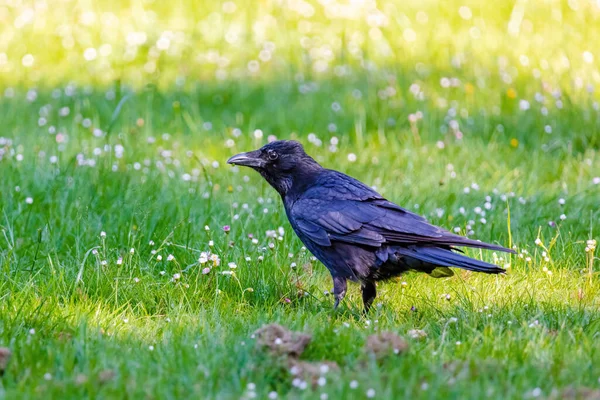 Ворона Карріон Корвус Корона Чорна Пташка Сидить Землі — стокове фото