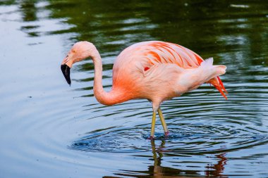 Suda yürüyen Afrika flamingosunun yakın plan portresi.