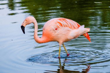 Suda yürüyen Afrika flamingosunun yakın plan portresi.